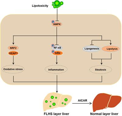 Activated AMP-activated protein kinase prevents hepatic steatosis, oxidative stress and inflammation in primary chicken hepatocytes